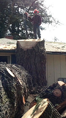 Justin topping a big tree